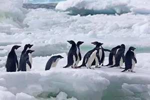 Paulet: Adelie Penguins in Antarctica