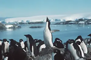 Leadership: ADELIE PENGUINS - colony