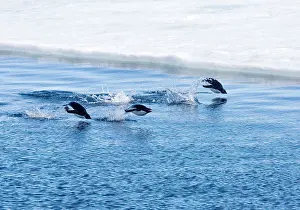 Porpoising: Adelie Penguins - Three porpoising beside sea ice