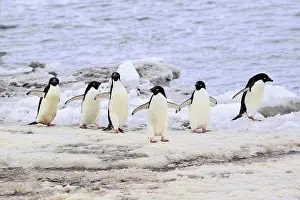 Ratite: Adelie Penguins (Pygoscelis adeliae), adults, Antarctica