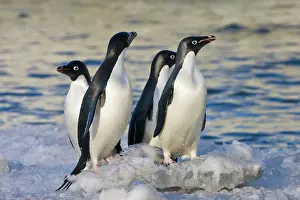 Adeliae: Adelie Penguins (Pygoscelis adeliae) on