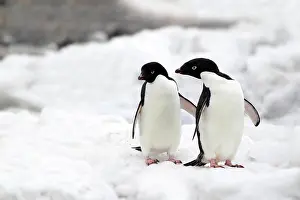Ratite: Adelie Penguins (Pygoscelis adeliae), adults, pair