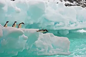 Dives: Adelie penguins (Pygoscelis adeliae), jumping from