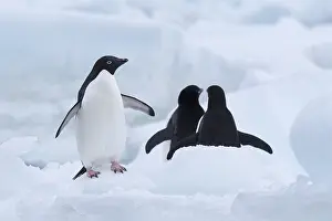 Adeliae: Three Adelie Penguins (Pygoscelis adeliae), Pau