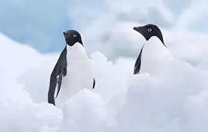 Adeliae: Two Adelie Penguins (Pygoscelis adeliae), Paule