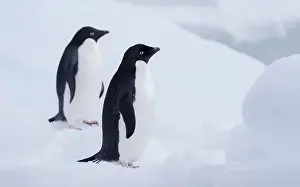Adeliae: Two Adelie Penguins (Pygoscelis adeliae), Paule