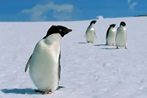 Completely: Adelie penguins (Pygoscelis adeliae) on snow, Antarctica