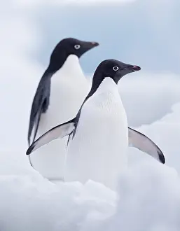 Adeliae: Two Adelie Penguins (Pygoscelis adeliae) standi