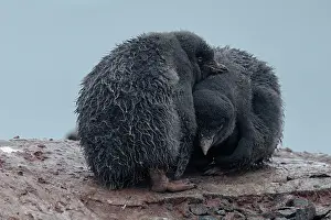 Cuddle: Two Adelie Penguins (Pygoscelis adeliae), young