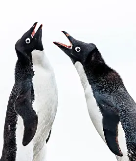 Renato Granieri: Adelie Penguins squawking at each other