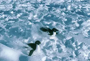 Skating: Adelie Penguins Tobogganing