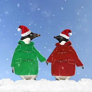 250919: Adelie Penguins wearing duffle coats and Christmas hats