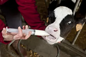 Infant: Administration of colostrum to a newborn calf France