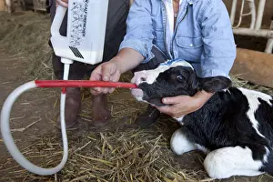 Stall: Administration of colostrum to a newborn Holstein calf