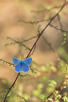 Bellargus: Adonis Blue