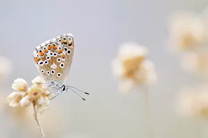 Polyommatus: Adonis Blue