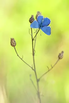 Polyommatus: Adonis Blue