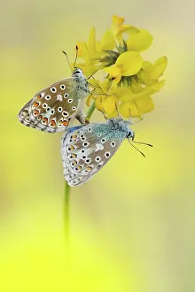 Polyommatus: Adonis Blue