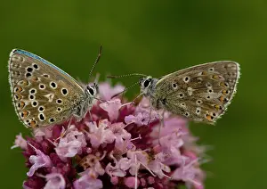 Bellargus: Adonis Blue Butterflies - x2 on flowers, side view