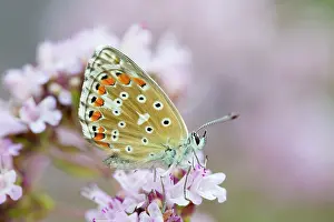 Bellargus: Adonis Blue Butterfly - female on flower