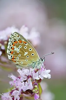 Bellargus: Adonis Blue Butterfly - female on flower
