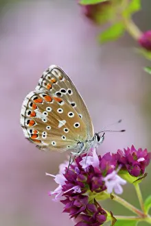 Bellargus: Adonis Blue Butterfly - female on flower