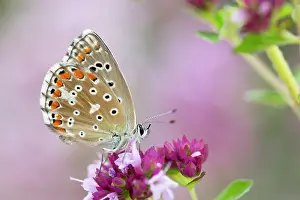 Bellargus: Adonis Blue Butterfly - female on flower