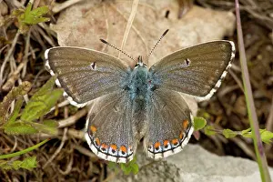 Bellargus: Adonis Blue Butterfly female (Polyommatus) basking