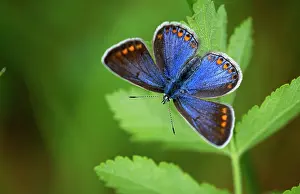 Bellargus: Adonis BLUE BUTTERFLY - Female resting in dull weather