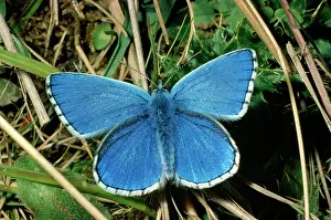 Bellargus: Adonis Blue Butterfly - female resting in dull weather