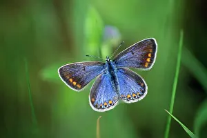 Bellargus: Adonis Blue BUTTERFLY - female, with wings open
