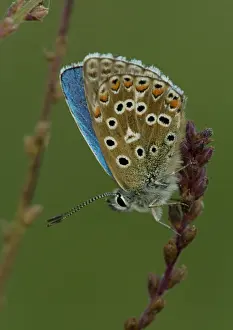 Bellargus: Adonis Blue Butterfly - side view