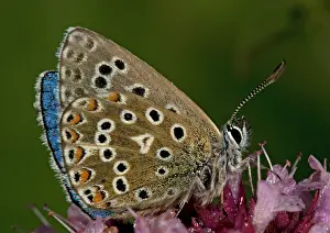 Bellargus: Adonis Blue Butterfly - side view