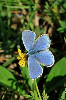 Bellargus: Adonis Blue male