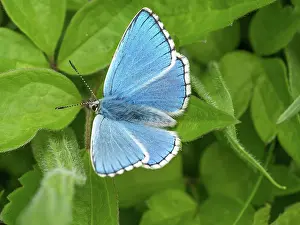 70617: Adonis blue - male - wings open - resting on leaves - Dorset