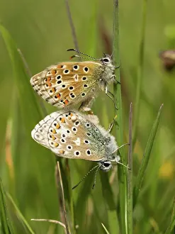Polyommatus: Adonis blue - pair mating- Dorset