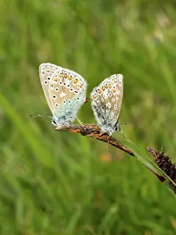 Bellargus: Adonis Blue- pair mating - on seed head - Dorset