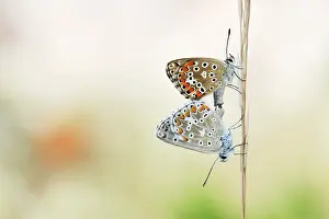 Polyommatus: Grass
