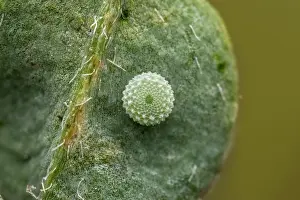 Butte: Adonis Blue (Polyommatus bellargus) egg of butte