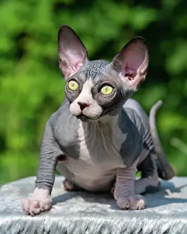 Blurry: Adorable bicolor Sphynx Hairless kitten with big