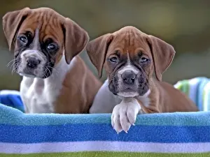 Boxer: Two adorable Boxer puppies, two month old, sitting