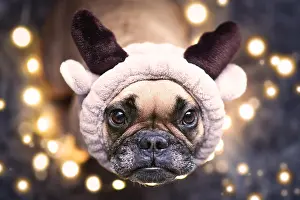 Plush: Adorable cute small festive French Bulldog dog dressed