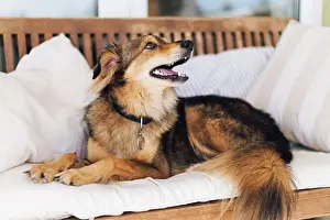 Obedience: adorable dog looking owner. High resolution photo