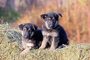 260419: Two adorable German Shepherd puppies lying toegether