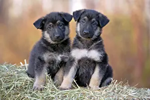 080519: Two adorable German Shepherd puppies sitting on