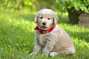 Yard: Adorable Golden Retriever puppy seven weeks old