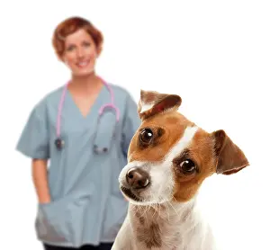Adolescent: Adorable jack russell terrier and female veterinarian