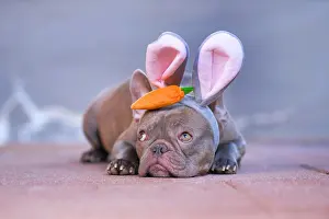 Decorated: Adorable lilac French Bulldog dressed up as easter