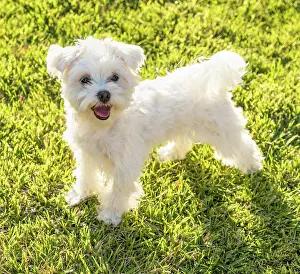 Yard: Adorable maltese puppy playing in the yard