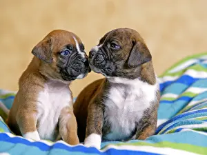 Boxer: Two adorable five week old Boxer Puppies on blanket
